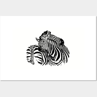 Affectionate Zebras | African Wildlife Posters and Art